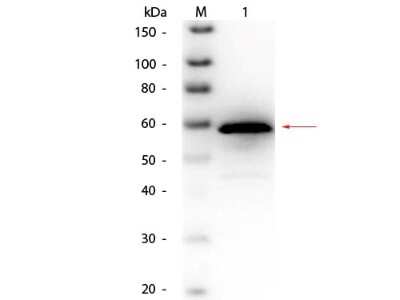 Western Blot: Choline Oxidase Antibody [Biotin] [NBP1-77705] - Lane 1: Choline Oxidase (Alcaligenes species). Load: 50 ng per lane. Primary antibody: Goat anti-Choline Oxidase (Alcaligenes species) Antibody Biotin Conjugated at 1:1,000 overnight at 4C. Secondary antibody: HRP streptavidin secondary antibody at 1:40,000 for 30 min at RT. Block: incubated with blocking buffer for 30 min at RT. Predicted/Observed size: 60 kDa, 60 kDa for Choline Oxidase